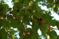 Mulberries, Maybe