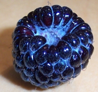 berry-closeup