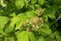 blackberries