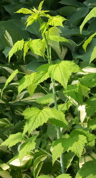 primocane