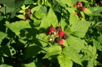 ripe-berries
